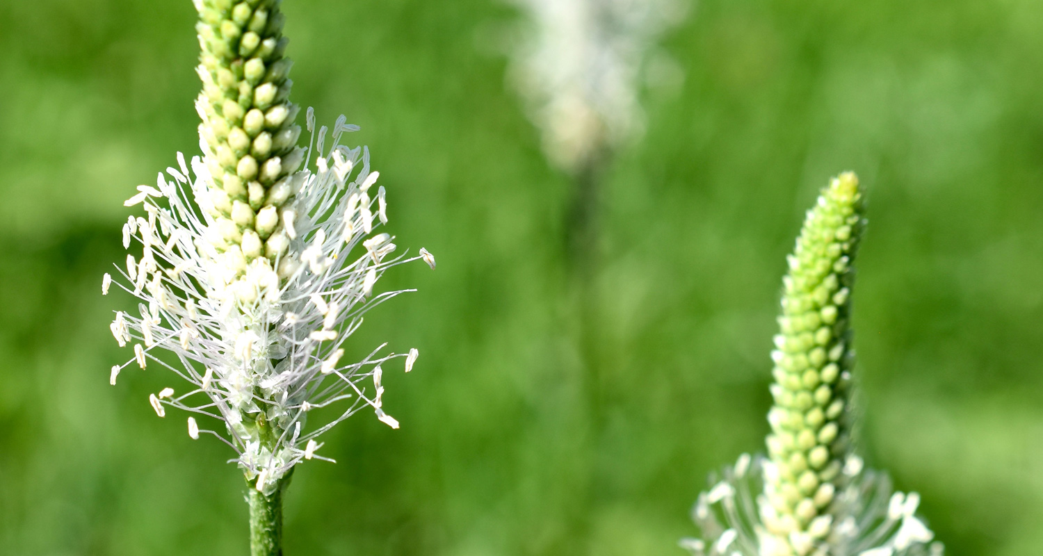 Spirituelles Coaching – Lebensbegleitung - Lebensberatung - Seminare - Freiburg - Frühlingsblume